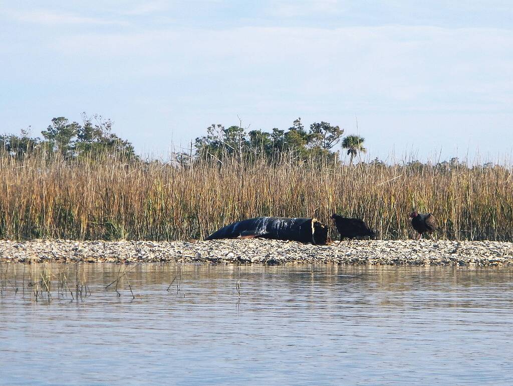 Kayak camping Capers Island, SC Paddlers' Place